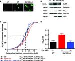 GAPDH Antibody in Western Blot (WB)