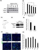 GFAP Antibody in Western Blot, Immunocytochemistry (WB, ICC/IF)
