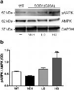 GAPDH Antibody in Western Blot (WB)