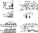 GAPDH Antibody in Western Blot (WB)