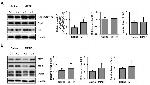 FIS1 Antibody in Western Blot (WB)