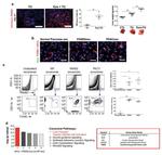 F4/80 Antibody in Immunohistochemistry, Immunocytochemistry (IHC, ICC/IF)