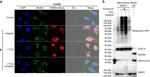 Mitofilin Antibody in Immunocytochemistry (ICC/IF)