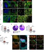 CXCL13 Antibody in Immunohistochemistry, Immunocytochemistry (IHC, ICC/IF)
