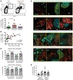 CD20 Antibody in Immunohistochemistry, Immunocytochemistry (IHC, ICC/IF)