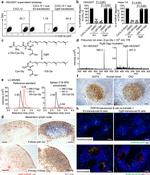 GGT5 Antibody in Immunohistochemistry (IHC)