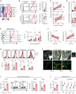 Ki-67 Antibody in Immunohistochemistry, Immunocytochemistry (IHC, ICC/IF)