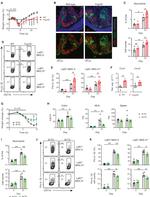 CD45R (B220) Antibody in Immunohistochemistry, Immunocytochemistry (IHC, ICC/IF)
