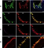 MUC5AC Antibody in Immunohistochemistry, Immunocytochemistry (IHC, ICC/IF)