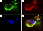 WT1 Antibody in Immunocytochemistry (ICC/IF)