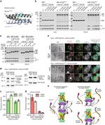 MIS18A Antibody in Western Blot (WB)