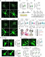 GFP Antibody in Western Blot (WB)