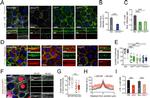 alpha Catenin Antibody in Immunocytochemistry (ICC/IF)