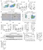 CD11c Antibody in Flow Cytometry (Flow)