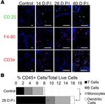 F4/80 Antibody in Immunohistochemistry, Immunocytochemistry (IHC, ICC/IF)