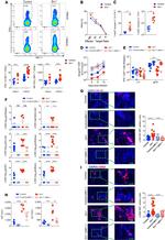 NK1.1 Antibody in Flow Cytometry (Flow)