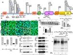 Lamin B1 Antibody in Western Blot (WB)