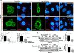 14-3-3 sigma Antibody in Western Blot (WB)