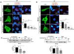 14-3-3 sigma Antibody in Western Blot (WB)