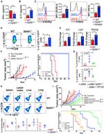 IRF4 Antibody in ELISA (ELISA)