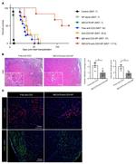 CD3 Antibody in Immunohistochemistry, Immunocytochemistry (IHC, ICC/IF)