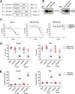 6x-His Tag (C-term) Antibody in Western Blot (WB)