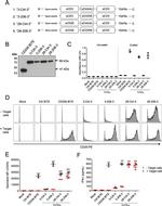 6x-His Tag (C-term) Antibody in Western Blot (WB)