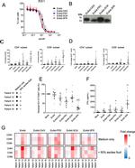 6x-His Tag (C-term) Antibody in Western Blot (WB)