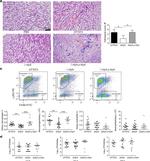 CD11b Antibody in Flow Cytometry (Flow)