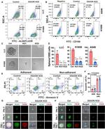 CD166 (ALCAM) Antibody in Flow Cytometry (Flow)