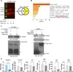 TurboGFP Antibody in Western Blot, Immunoprecipitation (WB, IP)