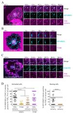 CD3 Antibody in T-Cell Activation (TCA)