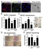 F4/80 Antibody in Immunohistochemistry, Immunocytochemistry (IHC, ICC/IF)