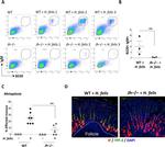 Mouse IgM Antibody in Flow Cytometry (Flow)