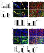 Endomucin Antibody in Immunohistochemistry, Immunohistochemistry (Frozen), Immunocytochemistry (IHC, IHC (F), ICC/IF)
