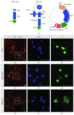 MAP2 Antibody in Immunocytochemistry (ICC/IF)