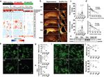 MAP2 Antibody in Immunocytochemistry (ICC/IF)