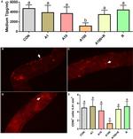 CD90.1 (Thy-1.1) Antibody in Immunohistochemistry (IHC)