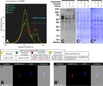 ACRBP Antibody in Western Blot, Flow Cytometry (WB, Flow)