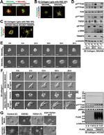 Phospho-FAK (Tyr577) Antibody in Western Blot (WB)
