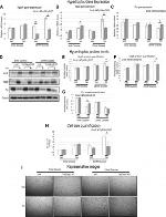 BNP Antibody in Western Blot (WB)