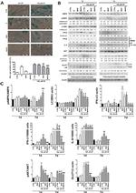 GLUT1 Antibody in Western Blot (WB)