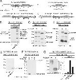TMPRSS13 Antibody in Western Blot (WB)
