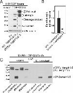 TMPRSS13 Antibody in Western Blot (WB)