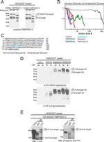 TMPRSS13 Antibody in Western Blot (WB)