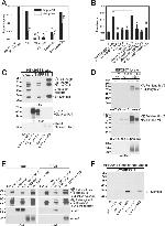 TMPRSS13 Antibody in Western Blot (WB)