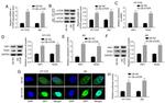 mTOR Antibody in Western Blot, Immunoprecipitation (WB, IP)