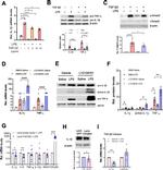 SMAD2 Antibody in Western Blot (WB)