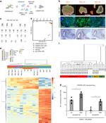 TRA-1-60 Antibody in Immunohistochemistry, Immunocytochemistry (IHC, ICC/IF)