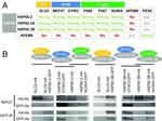 GFP Antibody in Western Blot (WB)